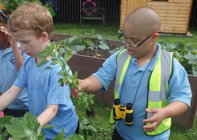 The growing garden at Kingsdown School